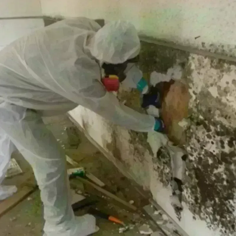 Mold Remediation and Removal in Golden Grove, SC